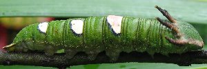 Larvae